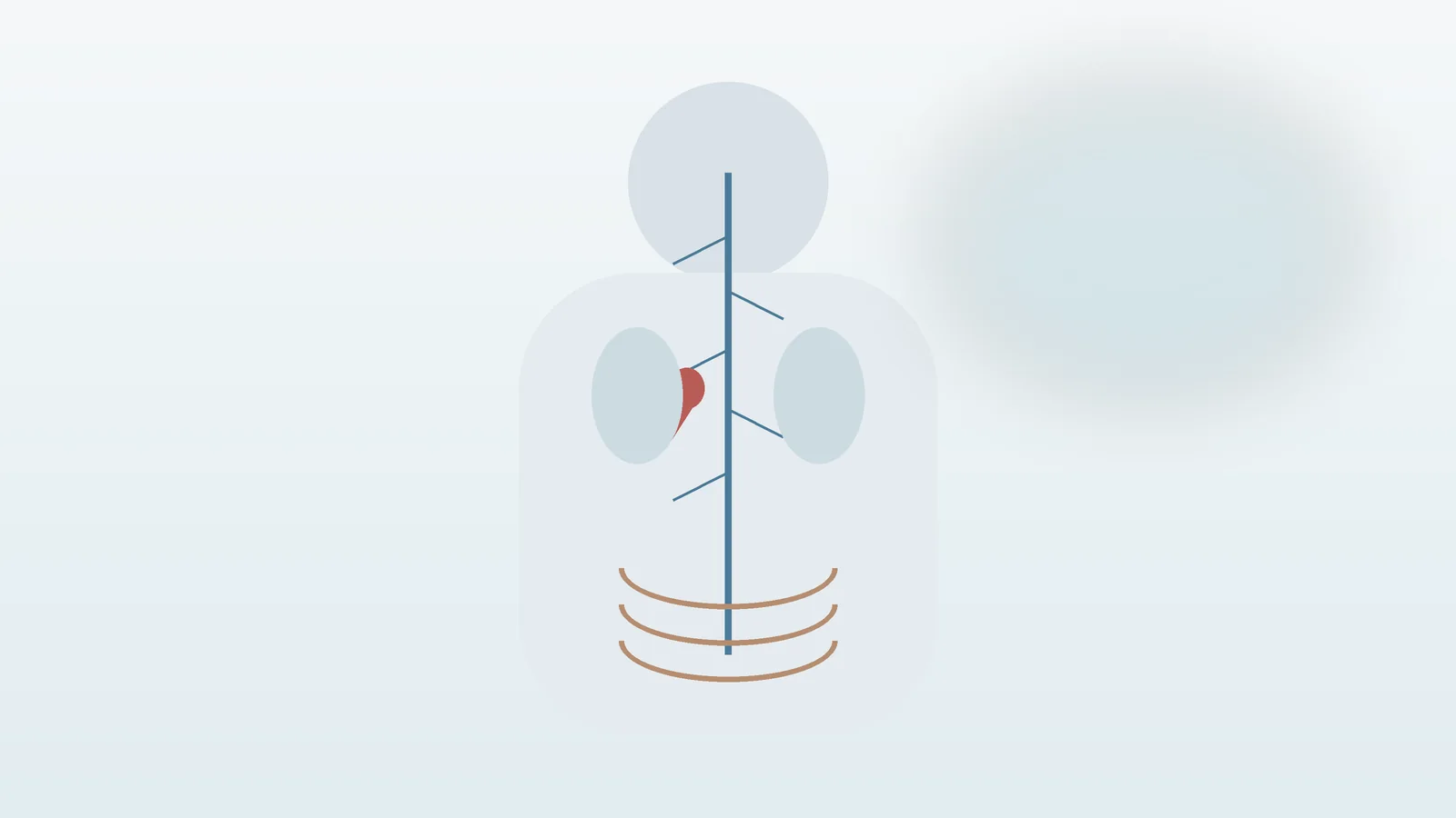 Educational illustration of the vagus nerve traveling from the brainstem through the neck, chest and abdomen.